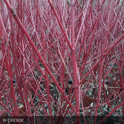 CORNUS alba 'Argenteomarginata'