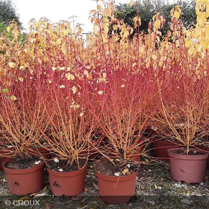 CORNUS sanguinea 'Mindwinter Fire'
