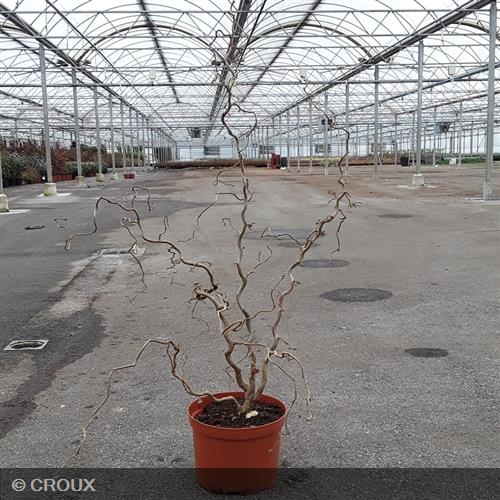 CORYLUS avellana 'Contorta'