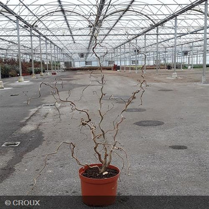 CORYLUS avellana 'Contorta'
