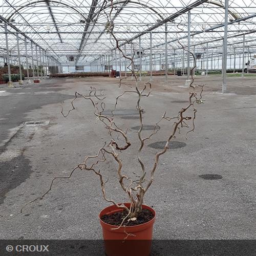 CORYLUS avellana 'Contorta'