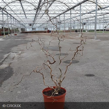 CORYLUS avellana 'Contorta'