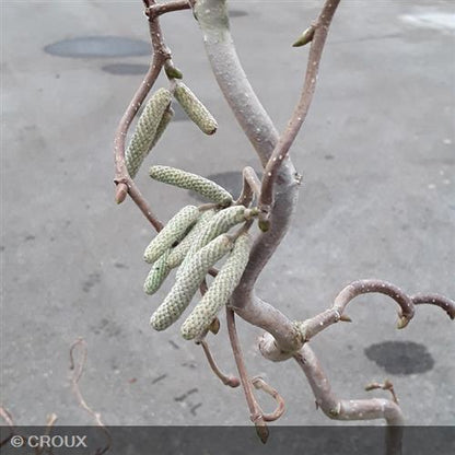 CORYLUS avellana 'Contorta'