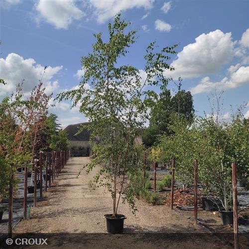 BETULA pendula / verrucosa