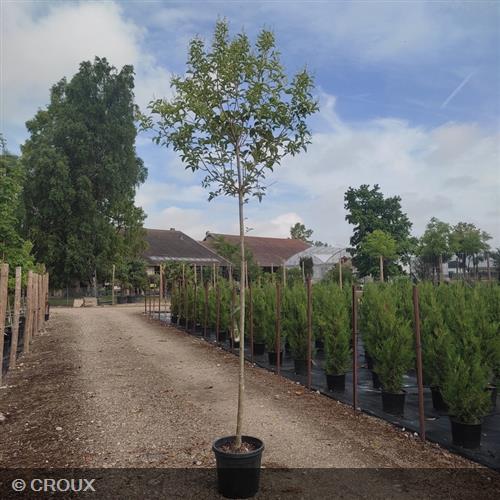 LIGUSTRUM japonicum