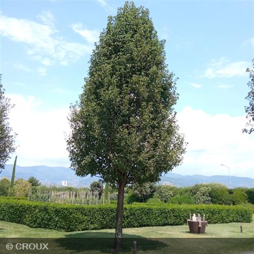 PYRUS calleryana 'Chanticleer'