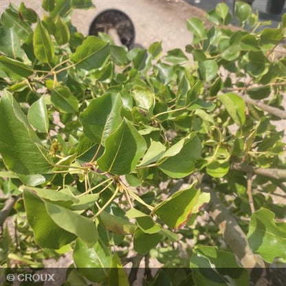 PYRUS calleryana 'Chanticleer'