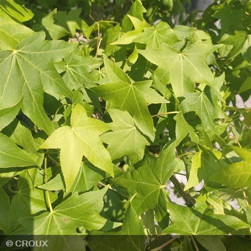 LIQUIDAMBAR styraciflua Ramifié