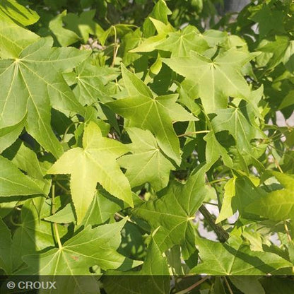 LIQUIDAMBAR styraciflua Ramifié