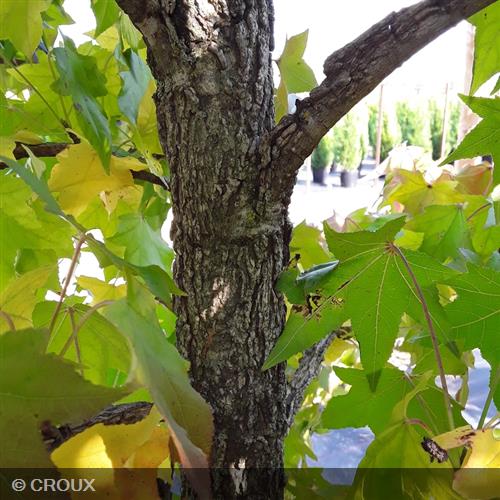 LIQUIDAMBAR styraciflua Ramifié