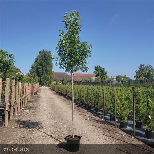LIQUIDAMBAR styraciflua 'Worplesdon'