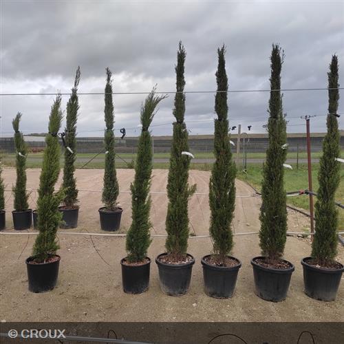 CUPRESSUS sempervirens 'Totem'