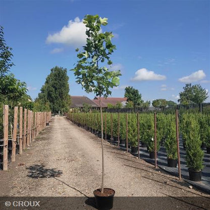 LIRIODENDRON tulipifera