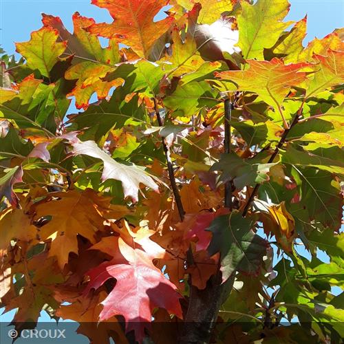 QUERCUS rubra