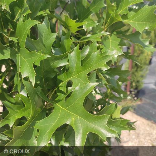 QUERCUS palustris 'Green Pillar'