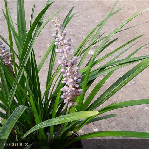 LIRIOPE muscari 'Big Blue'