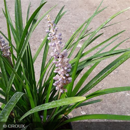 LIRIOPE muscari 'Big Blue'
