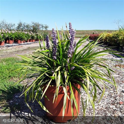 LIRIOPE muscari 'Big Blue'