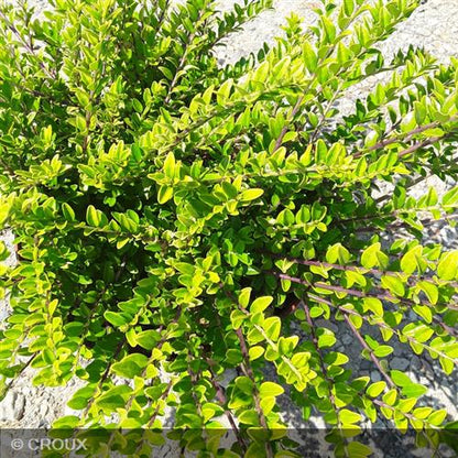 LONICERA nitida 'Maigrün'