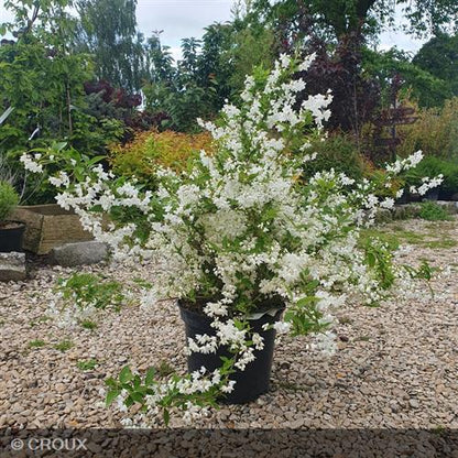 DEUTZIA gracilis