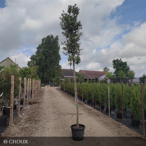 QUERCUS ilex