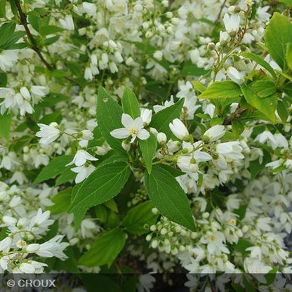 DEUTZIA gracilis