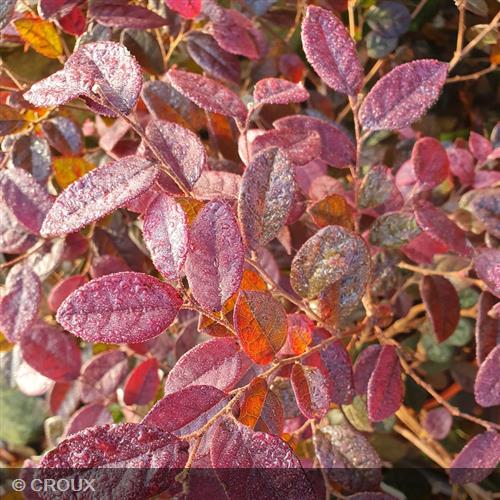 LOROPETALUM chinense 'Fire Dance'