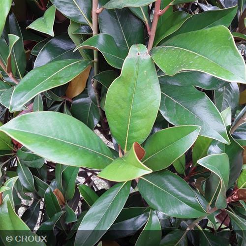 MAGNOLIA grandiflora 'Galissoniensis'