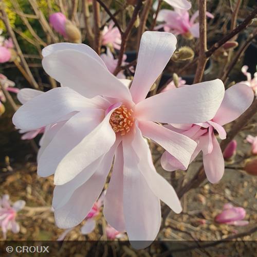 MAGNOLIA x loebneri  'Leonard Messel'
