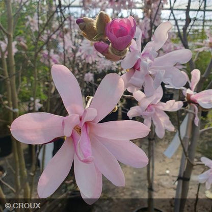 MAGNOLIA x loebneri  'Leonard Messel'