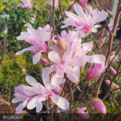 MAGNOLIA x loebneri  'Leonard Messel'