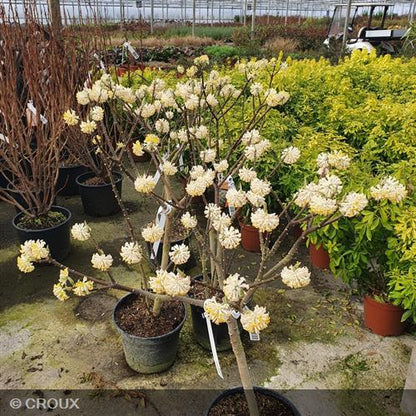 EDGEWORTHIA chrysantha