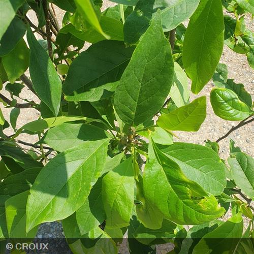 MAGNOLIA x soulangeana