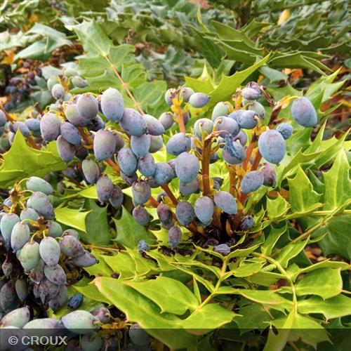 MAHONIA x media 'Winter Sun'