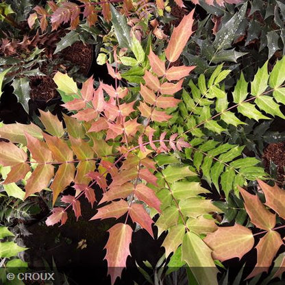 MAHONIA x media 'Winter Sun'