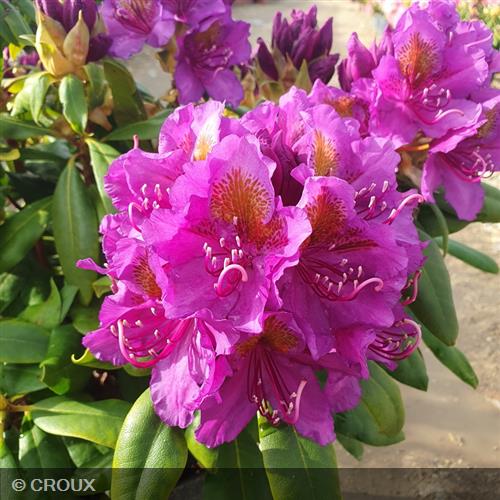 RHODODENDRON x 'Marcel Ménard'