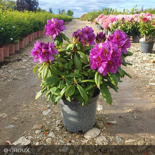 RHODODENDRON x 'Marcel Ménard'