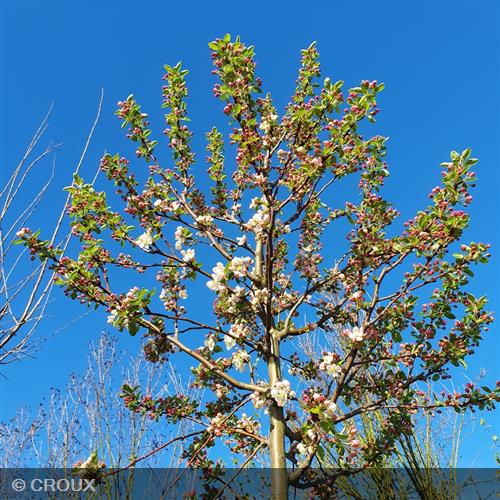 MALUS perpetu® 'Evereste'