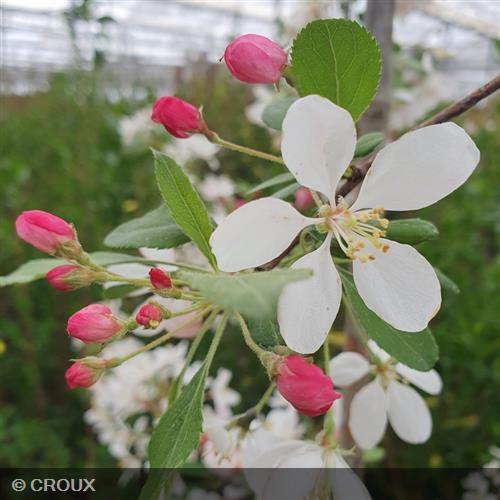 MALUS perpetu® 'Evereste'