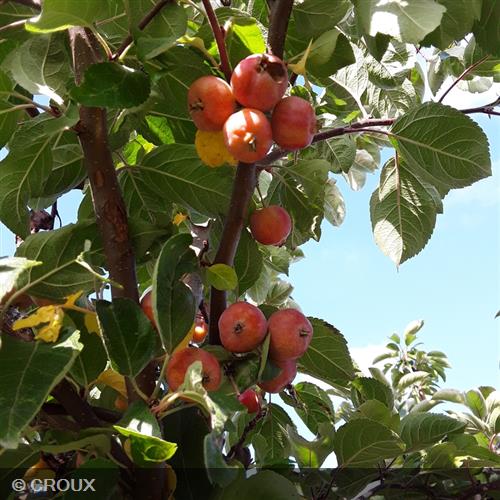 MALUS perpetu® 'Evereste'