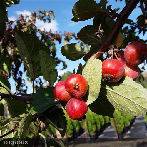 MALUS perpetu® 'Evereste'