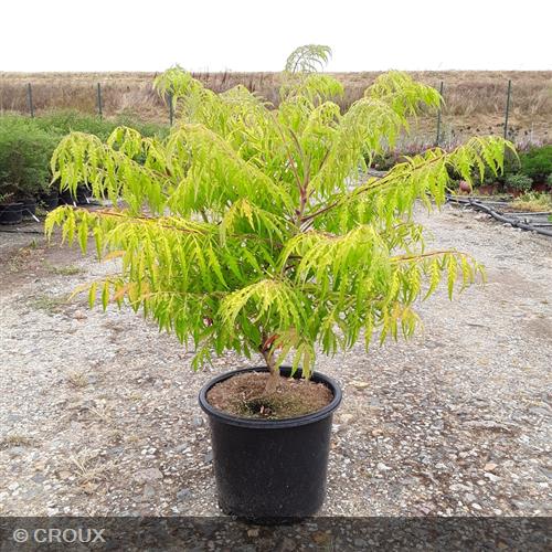 RHUS typhina 'Tiger Eyes®'