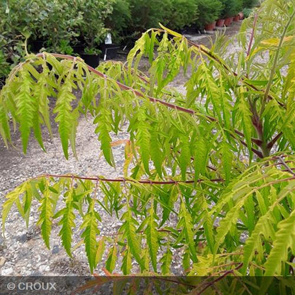 RHUS typhina 'Tiger Eyes®'