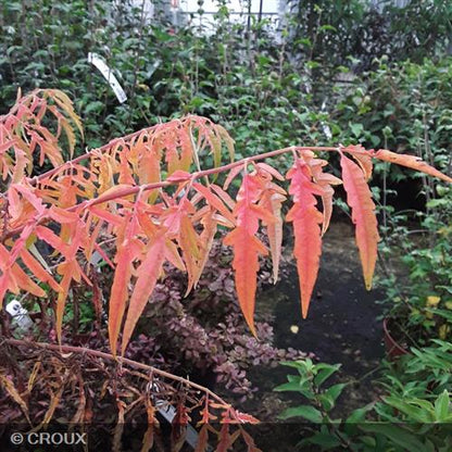 RHUS typhina 'Tiger Eyes®'
