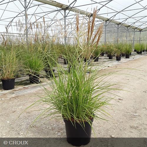 MISCANTHUS sinensis 'Graziella'