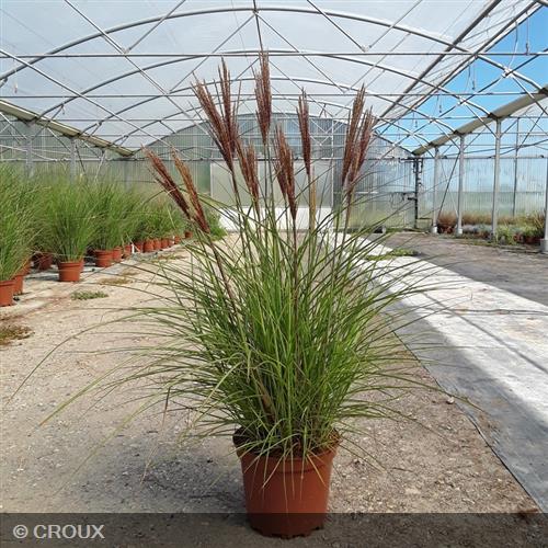 MISCANTHUS sinensis 'Red Chief'