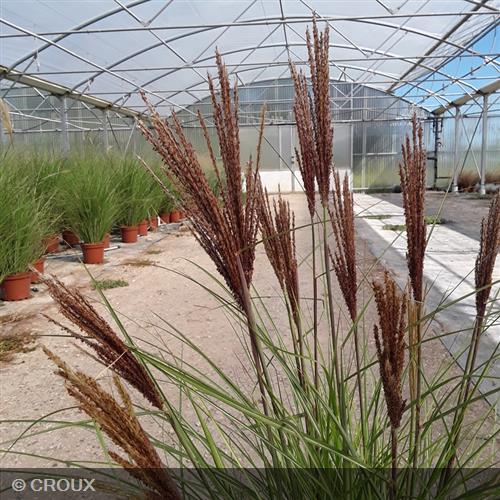 MISCANTHUS sinensis 'Red Chief'