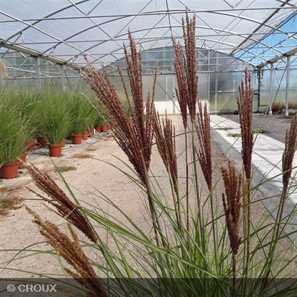 MISCANTHUS sinensis 'Red Chief'
