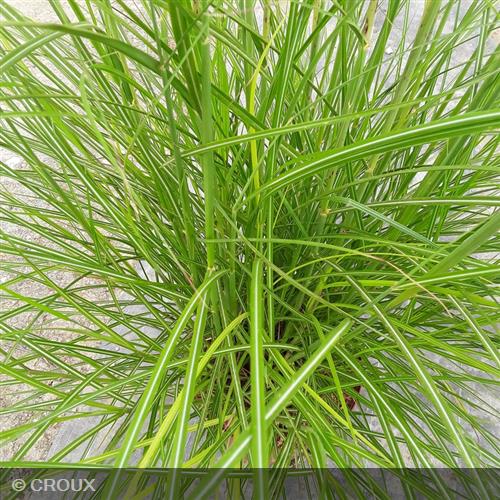 MISCANTHUS sinensis 'Red Chief'