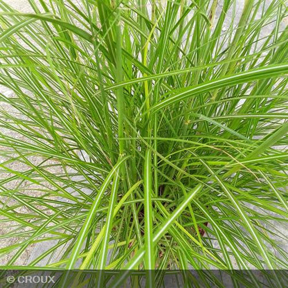 MISCANTHUS sinensis 'Red Chief'